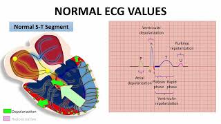 PR amp ST SEGMENTS AND J POINT quotNORMAL ECG VALUESquot  NARCOSIS😴🤤 [upl. by Ydolem756]