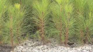 Southeast Georgia Farm Grows Seedlings For Forest Replanting [upl. by Chemosh669]