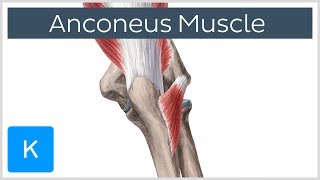 Anconeus Muscle  Origin Insertion amp Innervation  Human Anatomy  Kenhub [upl. by Stockwell409]