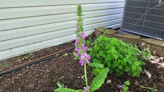 Plant of the Week the Beautiful Wood Betony [upl. by Warfield925]