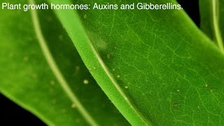 Growth hormones science of auxin amp gibberellins neet2024 [upl. by Lief]