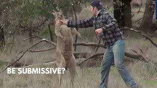 how to SURVIVE a KANGAROO ATTACK [upl. by Arvy854]