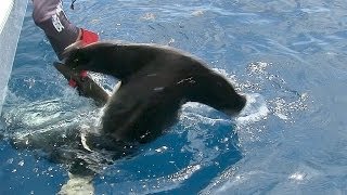 Hammerhead Shark caught using a Handline [upl. by Haleehs]