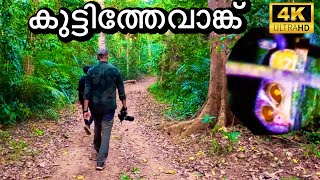 കുട്ടിത്തേവാങ്ങിനെSlender Lorisകണ്ടിട്ടുണ്ടോ  Arippa Forest Stay  Sankily Mansion Huts  4K UHD [upl. by Atimed]