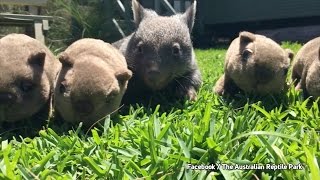 Zuckersüß Dieses WombatBaby ist der Liebling des Zoos [upl. by Lombard546]