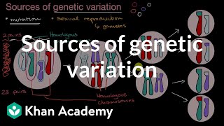 Sources of genetic variation  Inheritance and variation  High school biology  Khan Academy [upl. by Sipple]