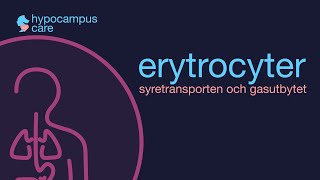 Röda blodkroppar erytrocyter amp gasutbytet [upl. by Forlini778]