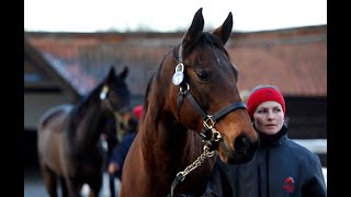 LIVE  Tattersalls Ireland BreezeUp Sales [upl. by Nnylarak]