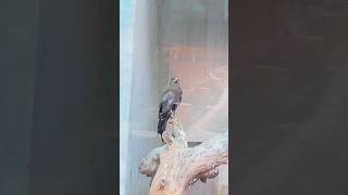 Black kite wildvloger zooparkvlog vlogger animals nationalzoo blackkite [upl. by Bayless508]