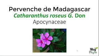 Les vinca alcaloïdes anticancéreux de la pervenche de Madagascar Catharanthus roseus G Don [upl. by Sillert]