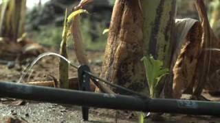 IDEI treadle pumps for irrigation  Ashden Award winner [upl. by Madelaine116]