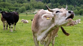 COW VIDEOS COWS GRAZING NATURAL COW SOUNDS  Cow Video  Cows Mooing [upl. by Krute49]