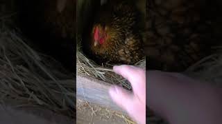 Got pecked by a broody hen while collecting eggs [upl. by Bronk797]