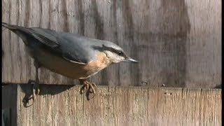 Sittelle torchepot  Nuthatch  Kleiber  Sitta europaea [upl. by Attehcnoc]