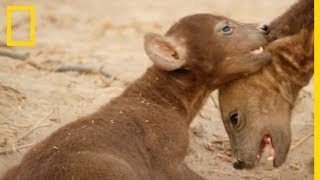 Les bébés hyènes sont des prédateurs redoutables [upl. by Ardella440]