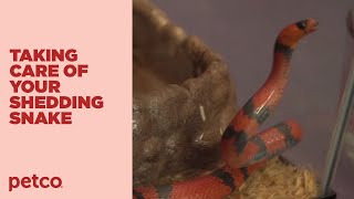 How to Support your Snakes Shedding Petco [upl. by Neyuq]