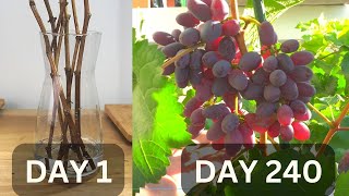 Growing grapes in pots from cutting until harvest in 240 days  Growing grapes in tropical country [upl. by Ydisahc]