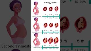 Pregnancy Trimesters in Weeks 😍🥰 embryo fetus share [upl. by Packton]