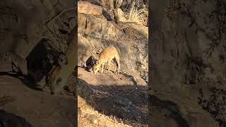 klipspringer spotted around the Sudwala Cavessudwalacaves mpumalanga touristattraction [upl. by Nnaer]