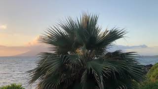 Seed Collecting from a Wild Blue Pritchardia on Maui [upl. by Airdnaz]