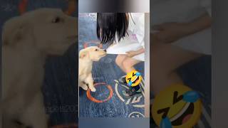 Pets gone wild 😜🤣 The most Hilarious animals evercat funny dog pets youtubeshorts [upl. by Hamehseer]