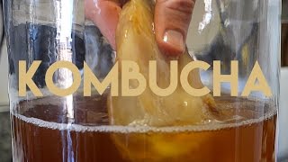 Beginners Guide To Fermentation Kombucha Making [upl. by Nohsad]