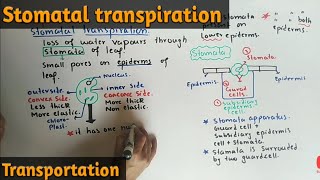 Stomatal Transpiration Detailed Lecture  Class 11 Biology [upl. by Annehs]