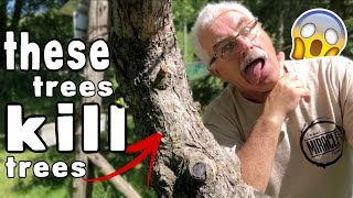 WHY WALNUT TREES are KILLING my Fruit Trees [upl. by Inaffit]