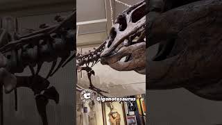 Astounding Giganotosaurus on Display at the Hand of Man Museum [upl. by Lesig630]