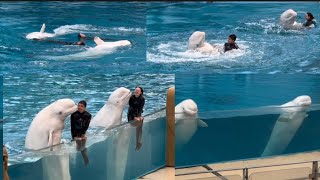 Beluga Whale Show💞Hakkejima Sea Paradise 2🇯🇵 [upl. by Aigil]