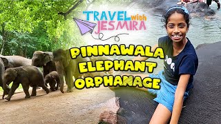 Pinnawala Elephanat Orphanage  A must visit in Sri Lanka  Baby Elephant Travel With Jesmira 2024 [upl. by Rawley]