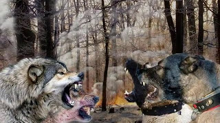 KANGAL vs WOLF [upl. by Broderic]