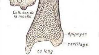 Tissu osseux 1 ére année médecine médecine dentaire et pharmacie education pharmacie medical [upl. by Latterll550]