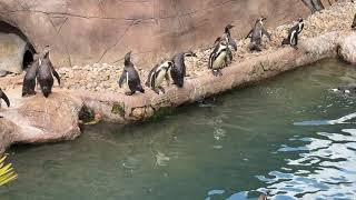 Penguin Enclosure at Colchester Zoo [upl. by Atteuqcaj43]