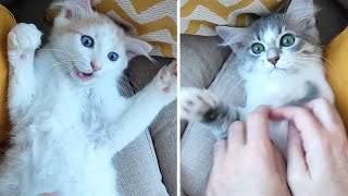 Which Of My Cats Is The Most Ticklish  Tickling Kittens And Cats [upl. by Ybhsa883]