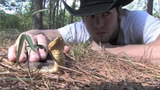 Eastern Hognose Snake [upl. by Tabib718]