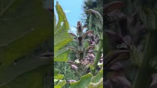 Acanthus  Bear’s Breeches gardening plants history funfacts horticulture [upl. by Annahsohs]