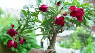 अगर आपके एडेनियम के पौधे में फूल नहीं आते तो तुरंत ये काम करें  Adenium Plant  Desert Rose [upl. by Lundin]