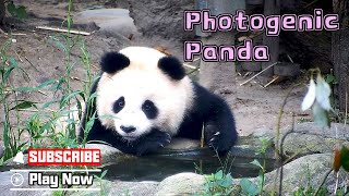 Documental El panda gigante [upl. by Aratak446]