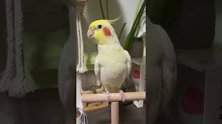 Adorable Cockatiel Petes Cute Singing Moments 😍 cockatielscraze [upl. by Ahsaelat]