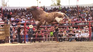 RAYITO DE LA TENENCIA  21 TOROS DE RANCHO LOS DESTRUCTORES DE MEMO OCAMPO EN COPÁNDARO  JARIPEO [upl. by Caterina]