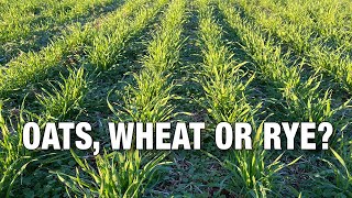 Oats Wheat or Rye Which Should You Plant in your Deer Food Plots [upl. by Ahsiea]