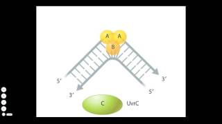 Nucleotide Excision Repair [upl. by Thorncombe]