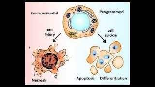 14 Cell biology  Apoptosis part2 شرح بالعربي [upl. by Riddle911]