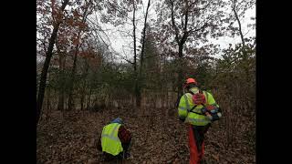 Buckthorn Removal by Cut Stump Treatment Method [upl. by Enytsuj463]