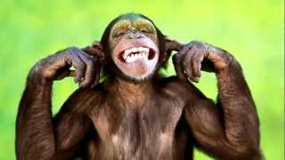 Monkey amp Chimpanzee Sounds and Pictures  Learn The Sound A Chimpanzees and Monkeys make [upl. by Ahsienad]