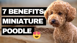 7 Advantages of a Miniature Poodle  Our Top Reasons why we got a Miniature Poodle [upl. by Anal55]