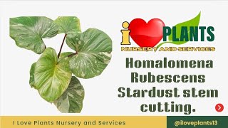 Homalomena Rubescens Stardust stem cutting होमलोमेना रूबेसेन्स स्टारडस्ट स्टेम कटिंग। [upl. by Laurent]