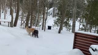 EXTREMELY RARE BLACK COYOTE AND WHITE WOLF [upl. by Catarina]