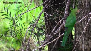 AUSTRALIAN KING PARROTS [upl. by Arte776]